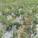 image - 2026-02-25T154205.310