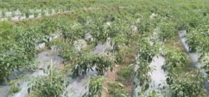 image - 2026-02-25T154205.310