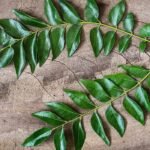 curry leaves (5)