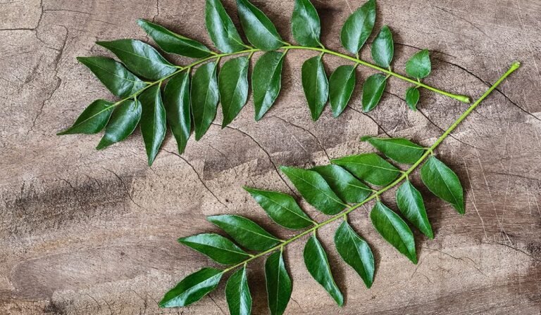 curry leaves (5)