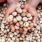 Gelephu Areca Nut Market Strains as Prices Drop Amid Cross-Border Trade Delays