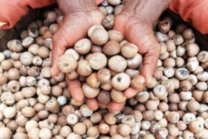 Gelephu Areca Nut Market Strains as Prices Drop Amid Cross-Border Trade Delays