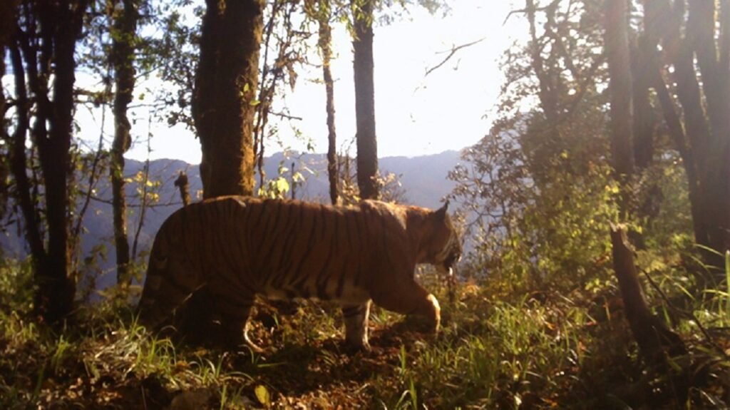 Three community projects launched to promote human-tiger coexistence