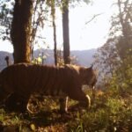 Three community projects launched to promote human-tiger coexistence