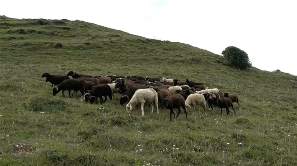 Bumthang’s last sheep-rearing villages get support to rebuild flock