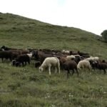 image (4)