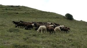 Bumthang’s last sheep-rearing villages get support to rebuild flock